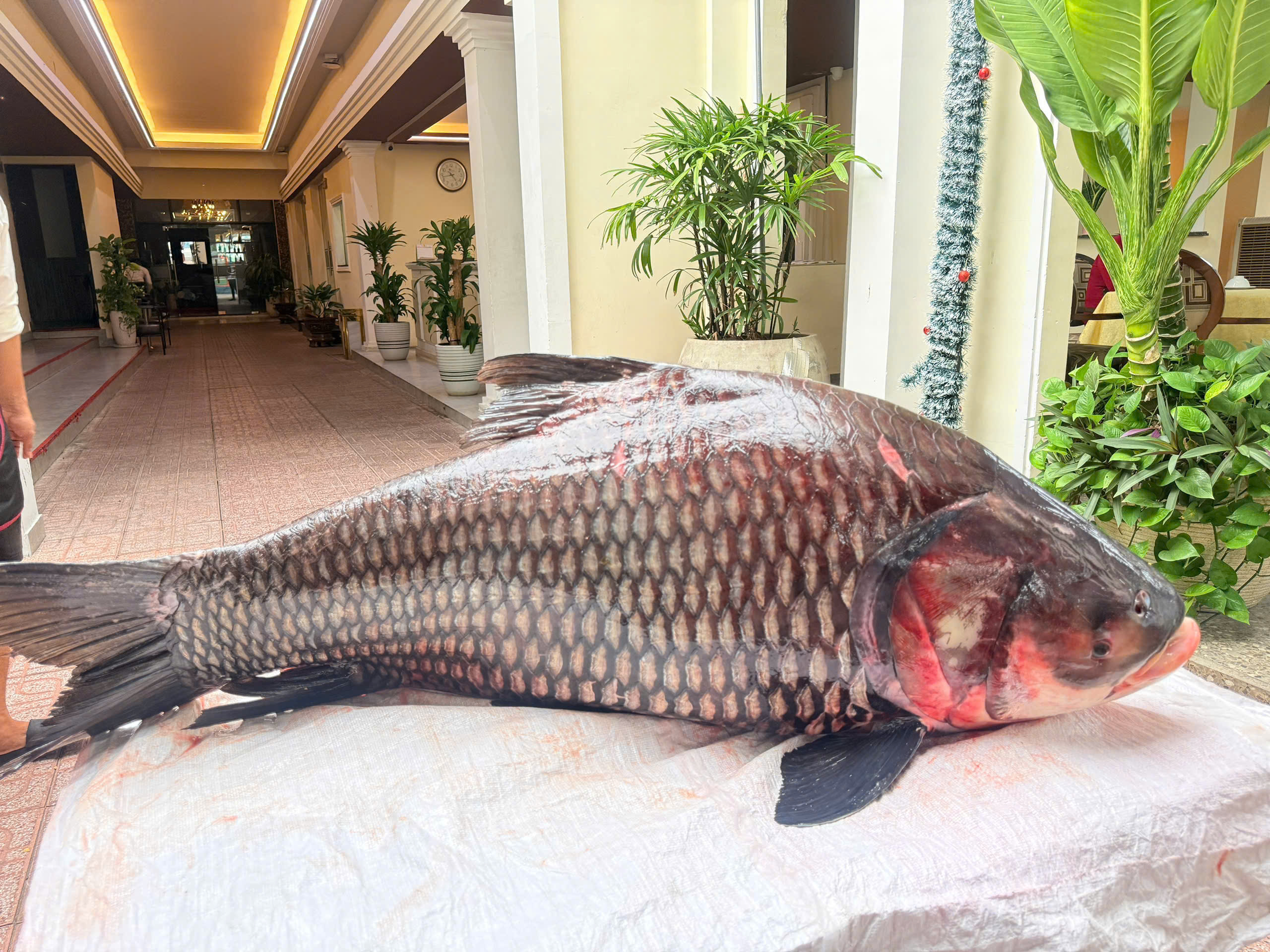 Cá khủng đặc sản Thu Hiền
